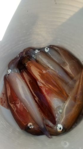 ヤリイカの釣果