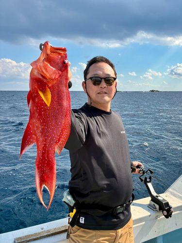 バラハタの釣果