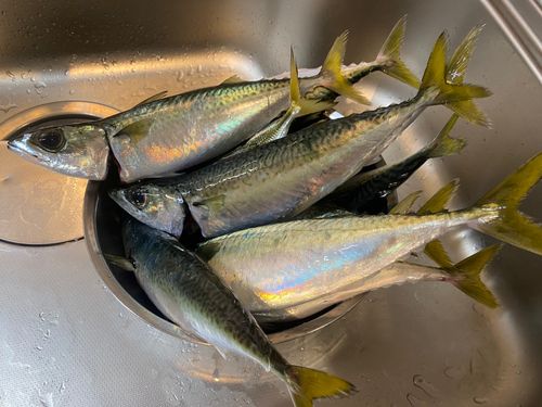 サバの釣果
