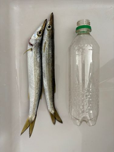 カマスの釣果