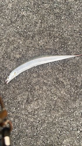 タチウオの釣果