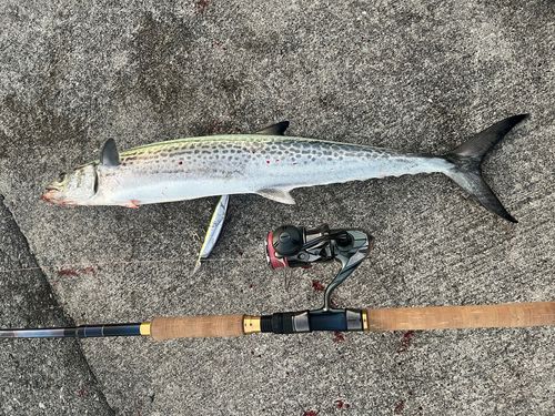 サワラの釣果