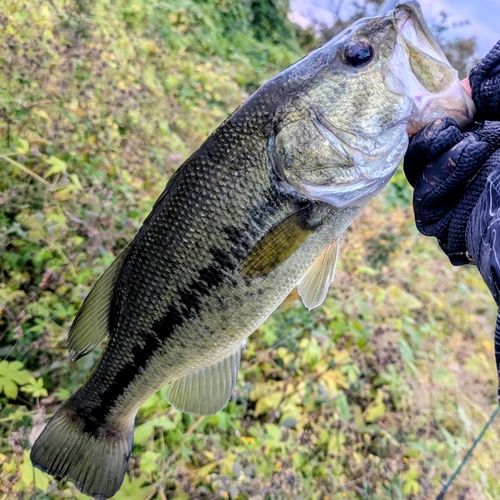 ラージマウスバスの釣果