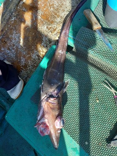 トウジンの釣果