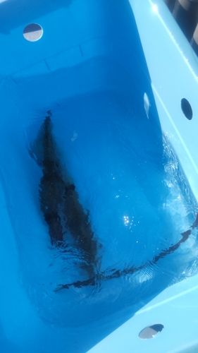 ヤリイカの釣果