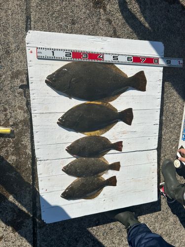 ヒラメの釣果