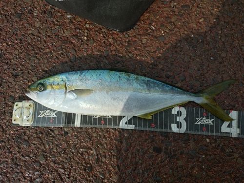 ヒラマサの釣果