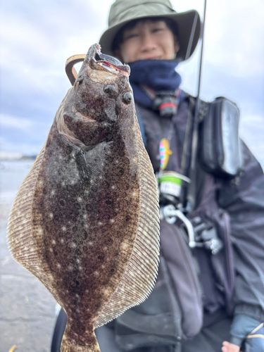 ヒラメの釣果