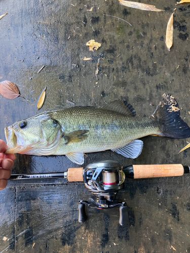 ラージマウスバスの釣果