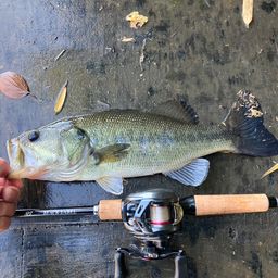 ラージマウスバス