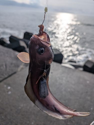 マツカワの釣果