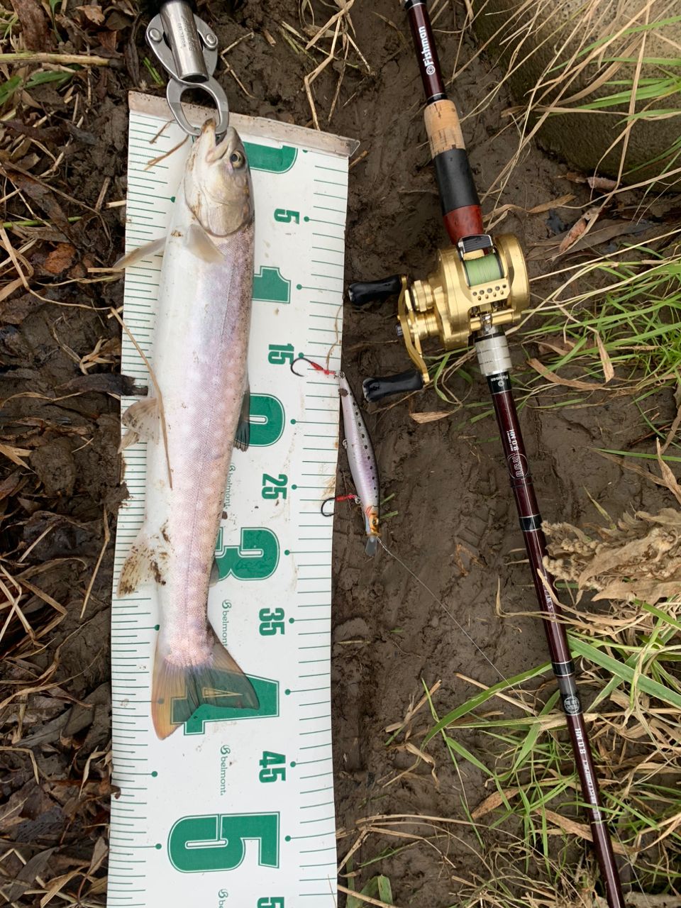 Fishman ビーシーフォー 8.0MHの最安値・インプレ・釣果 | 本音の