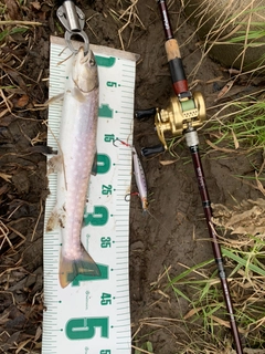 アメマスの釣果