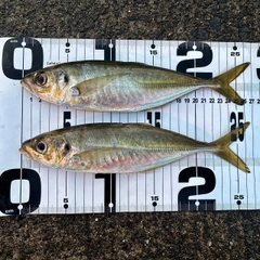 アジの釣果