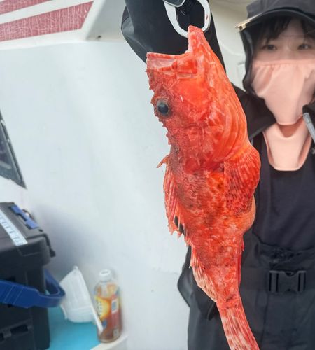 オニカサゴの釣果