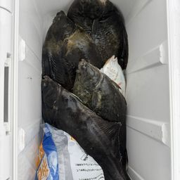 クロガシラガレイ