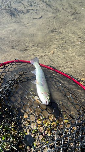 ホウライマスの釣果