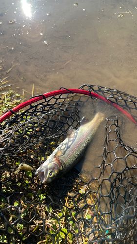 ホウライマスの釣果
