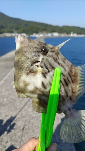 カワハギの釣果