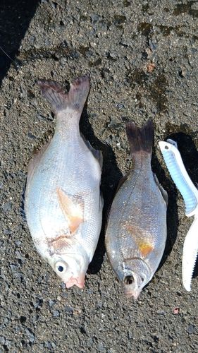 ウミタナゴの釣果
