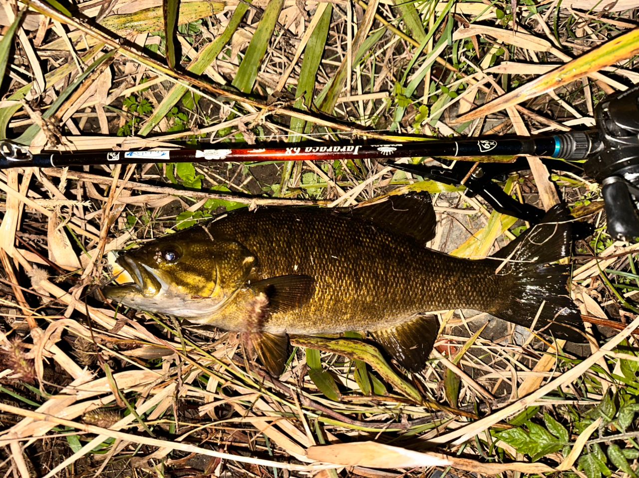 SHIMANO 20メタニウム HG LEFTの最安値・インプレ・釣果 | 本音の