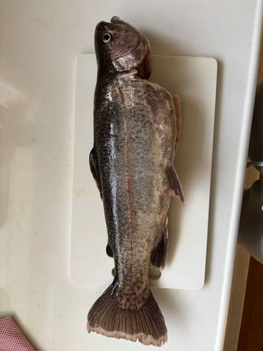 トラウトの釣果