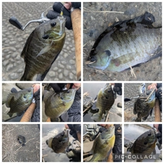 ブルーギルの釣果