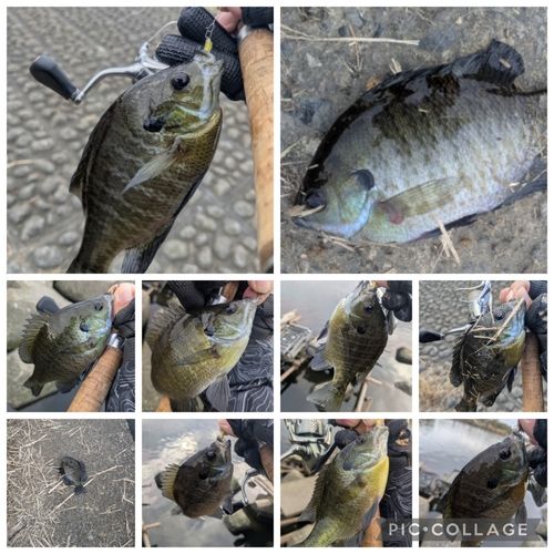 ブルーギルの釣果