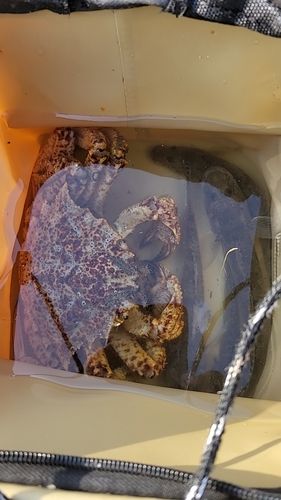 クリガニの釣果