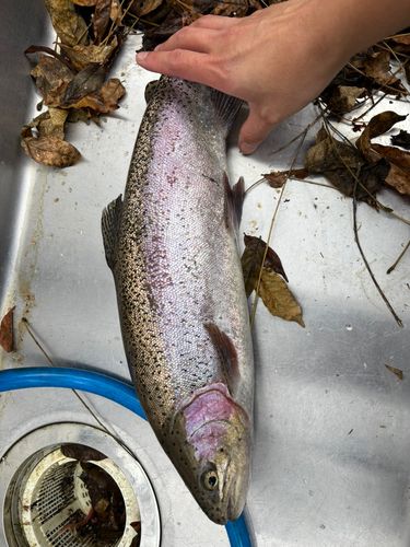 トラウトの釣果