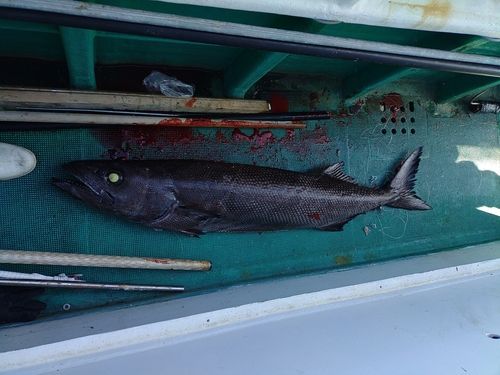 バラムツの釣果