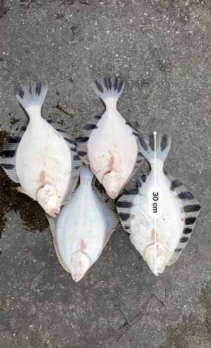 カワガレイの釣果