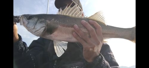 スズキの釣果