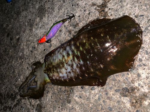 アオリイカの釣果