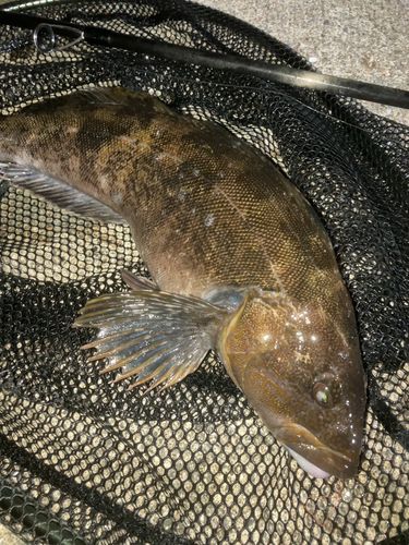 アイナメの釣果