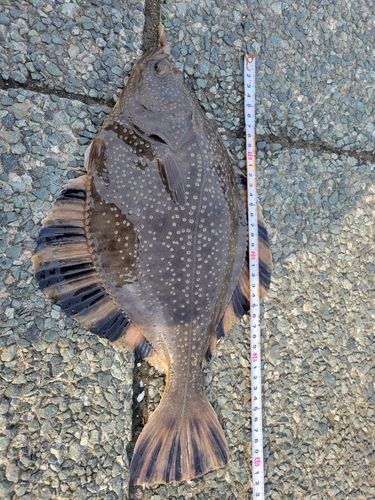 カワガレイの釣果