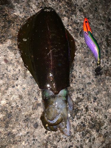 アオリイカの釣果