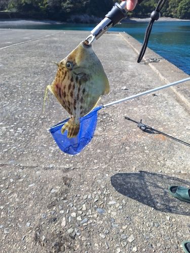 カワハギの釣果