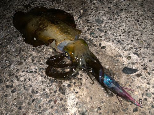 アオリイカの釣果