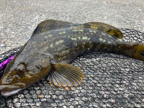 アイナメの釣果