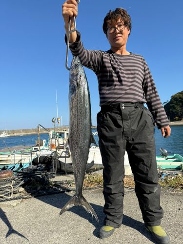 サワラの釣果