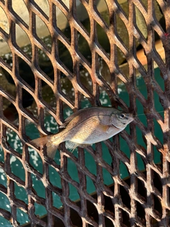 ウミタナゴの釣果