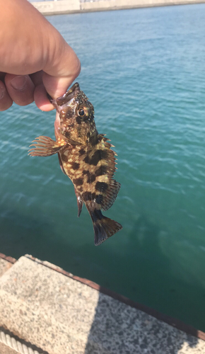 ガシラの釣果