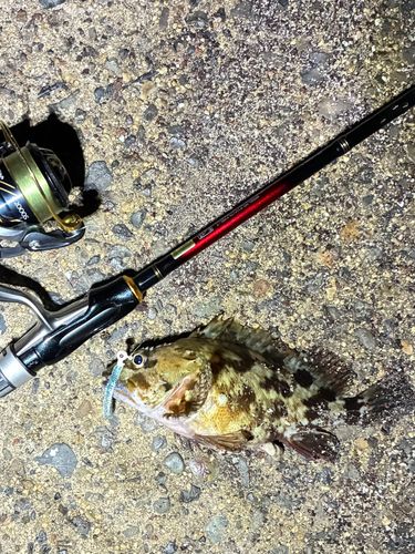 カサゴの釣果
