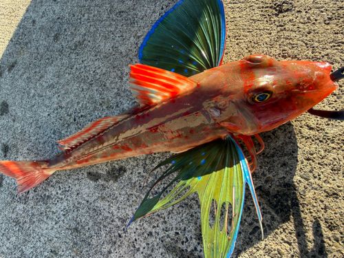 ホウボウの釣果