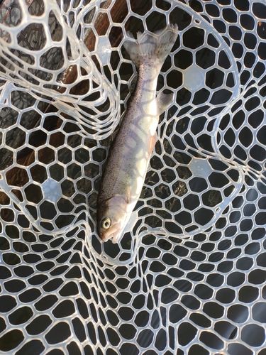 ニジマスの釣果