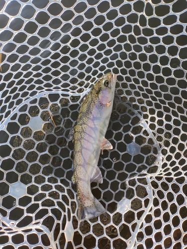 ニジマスの釣果