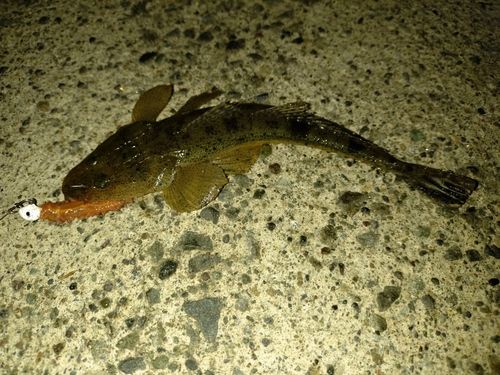 イネゴチの釣果