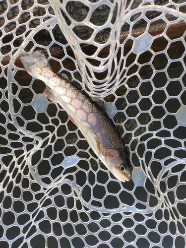 ニジマスの釣果