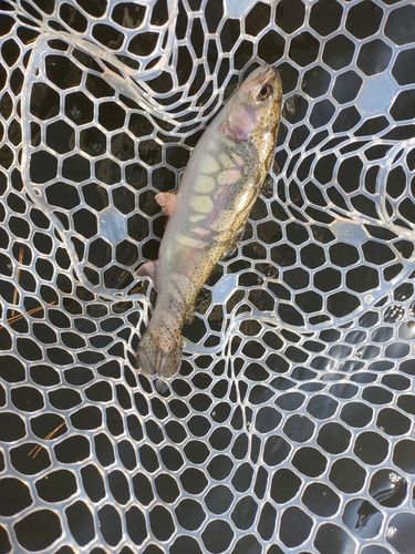 ニジマスの釣果